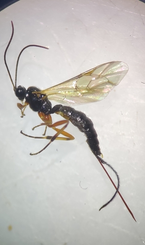 Gregopimpla inquisitor