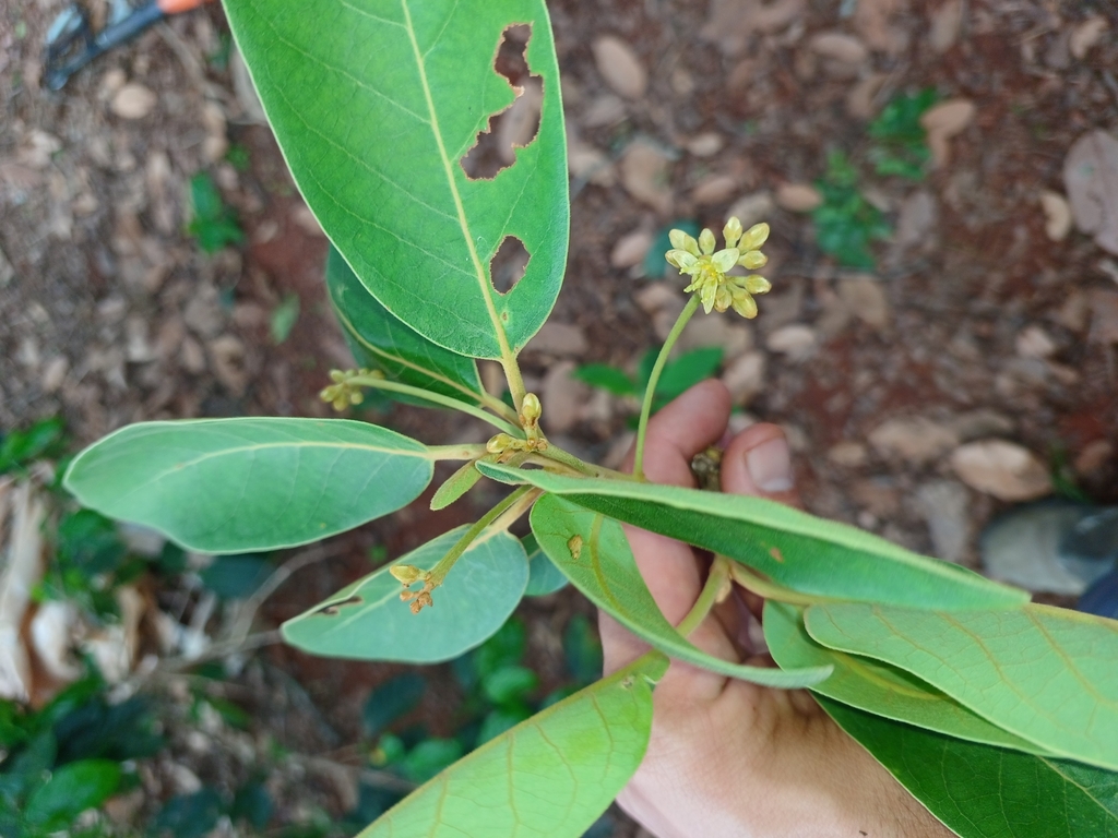 Persea willdenovii (Persea willdenovii)