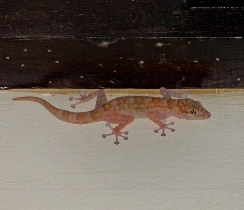 Yellow Fan-fingered Gecko — seen at this dive site