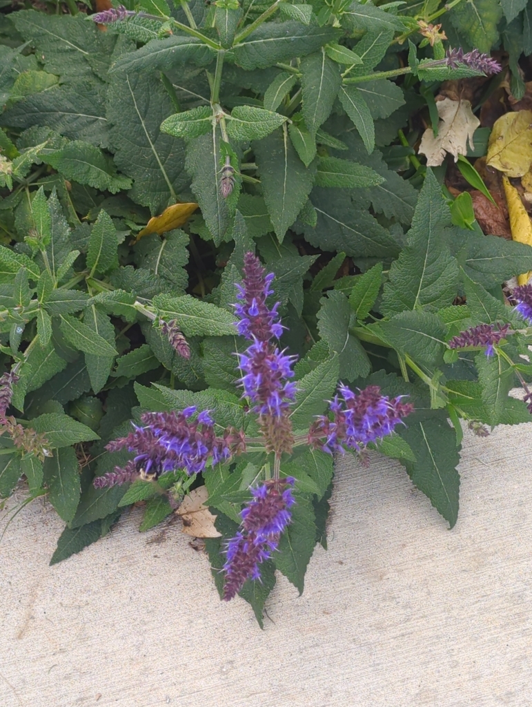 purple-wood-sage-from-southernside-greenville-sc-usa-on-october-17