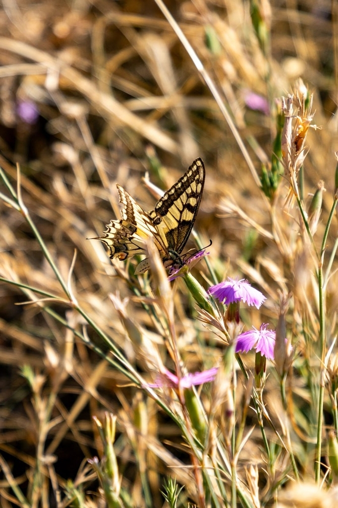 Old World Swallowtail from 45370 Салихлы/Маниса, Турция on October 15 ...