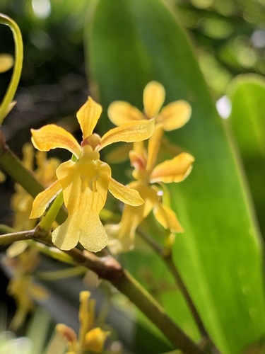 Golden Dancing Lady Orchid