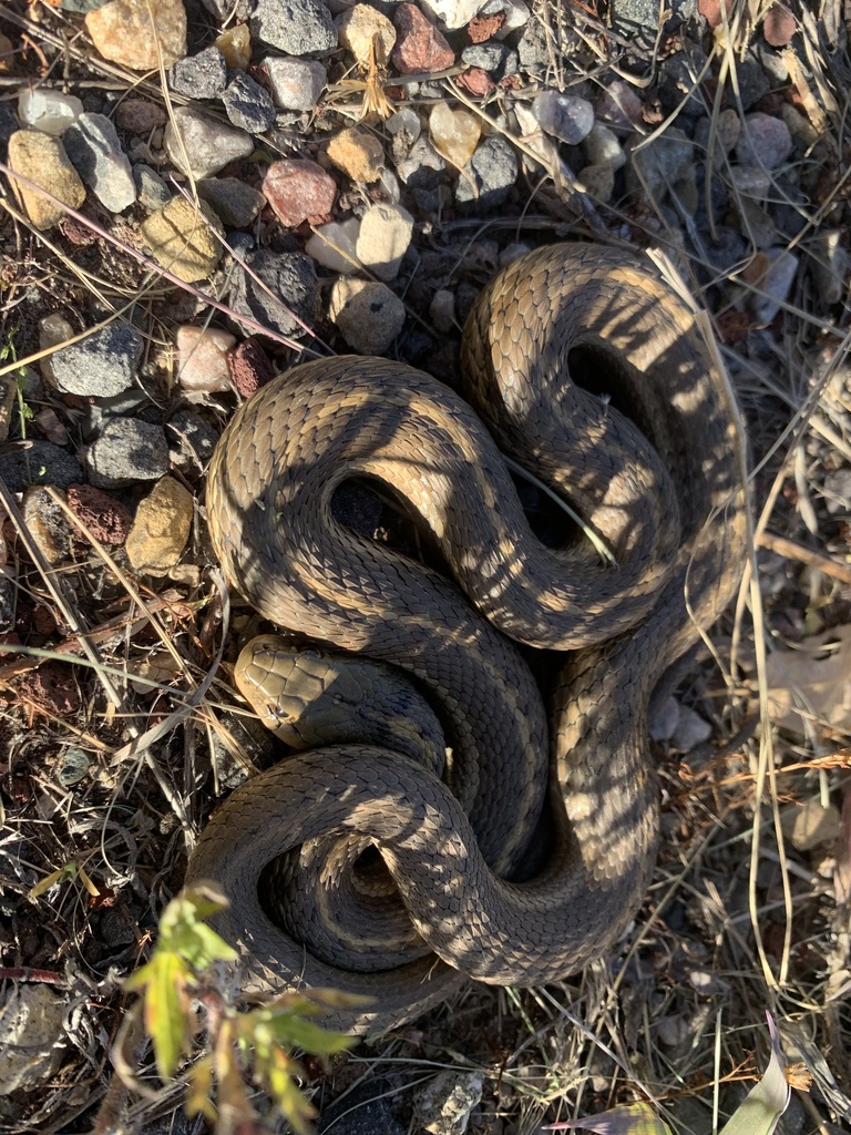 Wandering Garter Snake from NM-161, Ocate, NM, US on October 17, 2023 ...