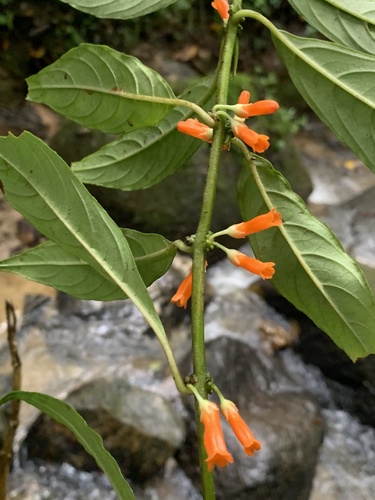 Besleria angustiflora