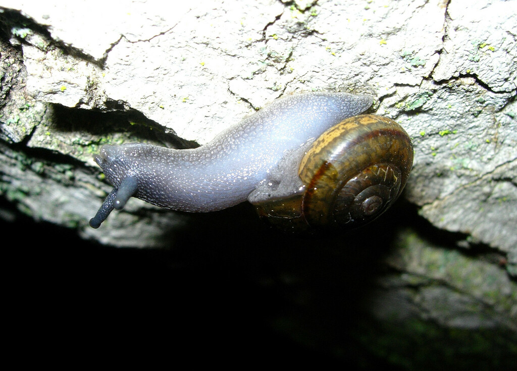 Trask Shoulderband Snail in February 2009 by packardr90 · iNaturalist