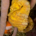 Observation photo