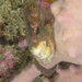 Observation photo