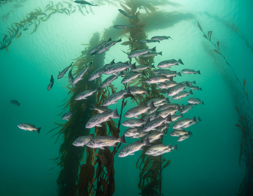 Blue Rockfish