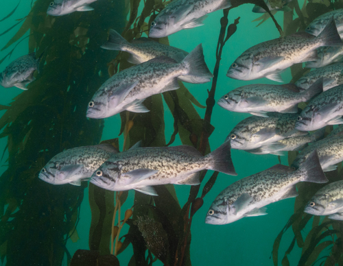 Blue Rockfish
