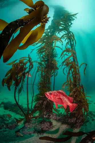 Vermilion Rockfish