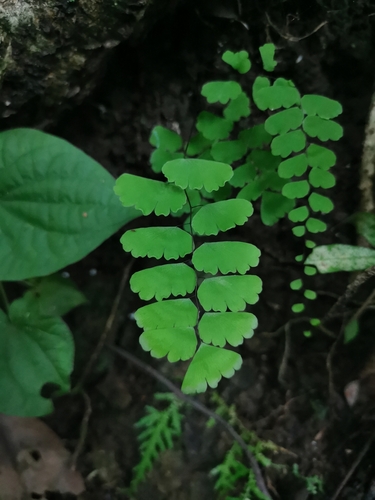 Adiantum philippense image