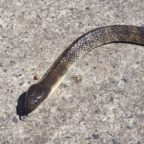 Tiger Snake sighting