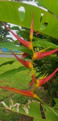 Heliconia latispatha image