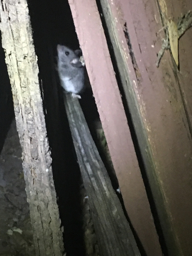 iNaturalist observation photo of Gambel's Deer Mouse
