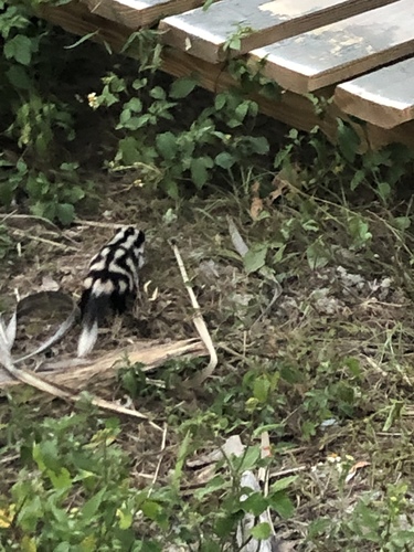 Alleghanian Spotted Skunk