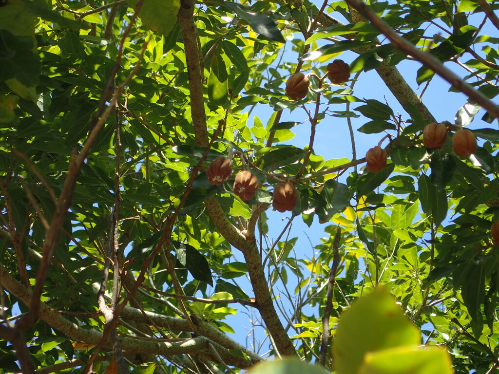 Reevesia formosana in October 2023 by bunny · iNaturalist