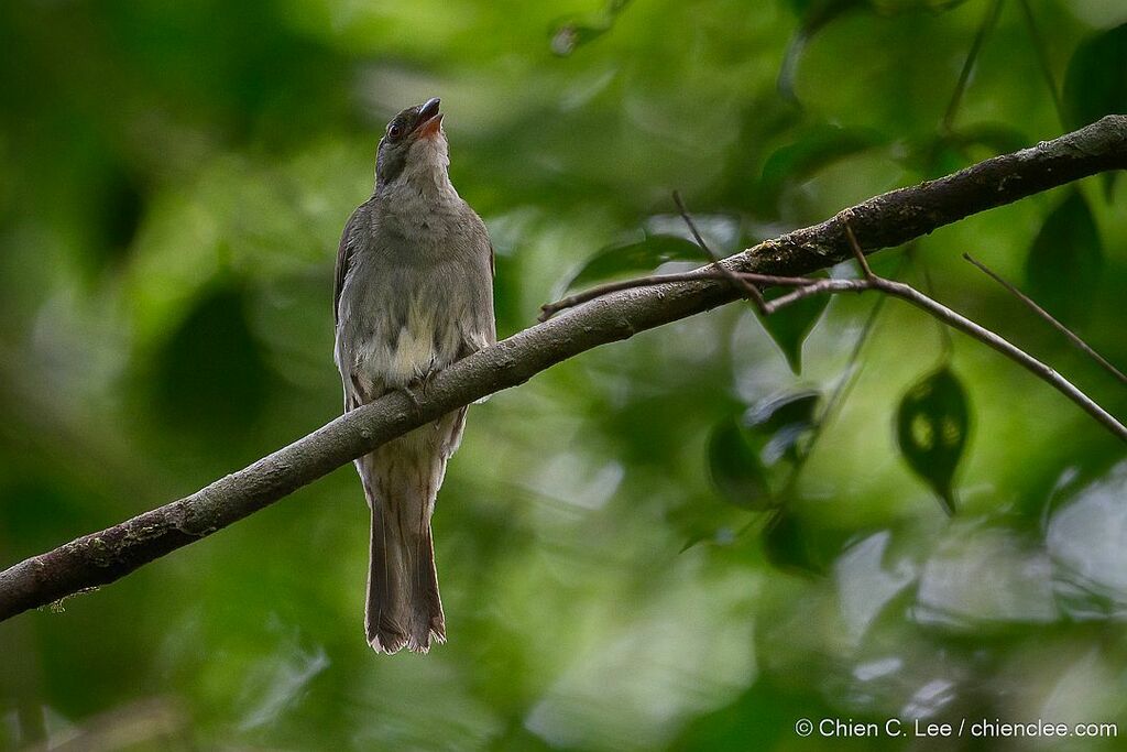 Malaysian Honeyguide in September 2023 by Chien Lee · iNaturalist