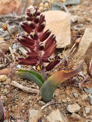 Lachenalia isopetala