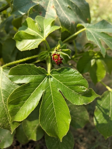 Bellyache Bush