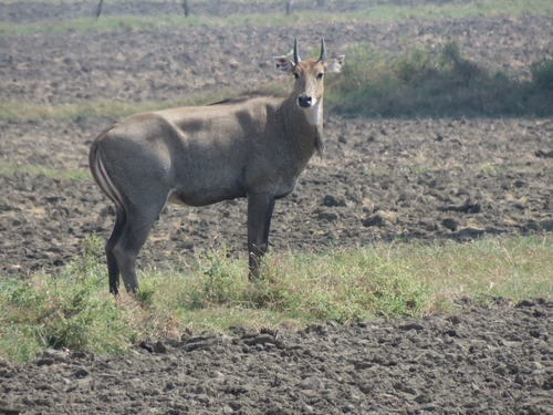 Nilgai