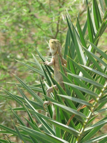 Indian Garden Lizard