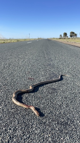 Eastern Brown Snake sighting