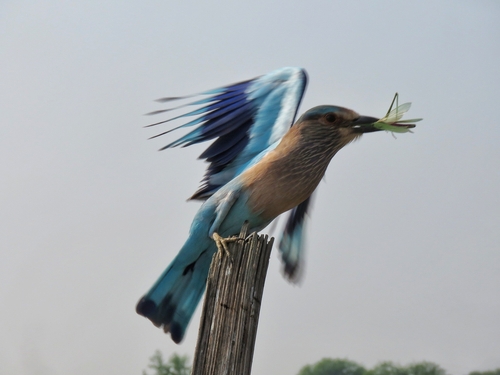 Indian Roller