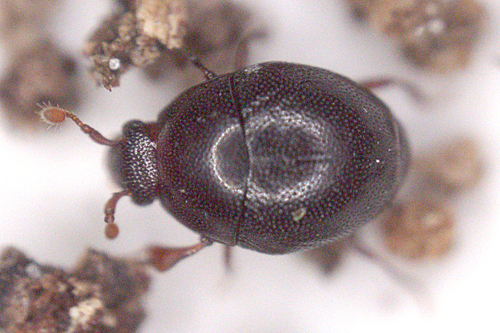 Abraeus granulum
