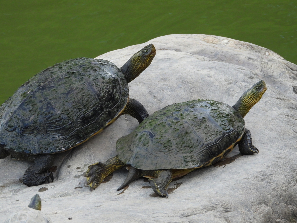 Common thread turtle from 台灣臺北 on July 31, 2023 at 05:45 PM by 方勗瑾. 曬太陽 ...