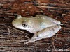 Venezuela Snouted Tree Frog - Photo (c) sapito, all rights reserved, uploaded by sapito