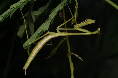 Phasmomantis sumichrasti