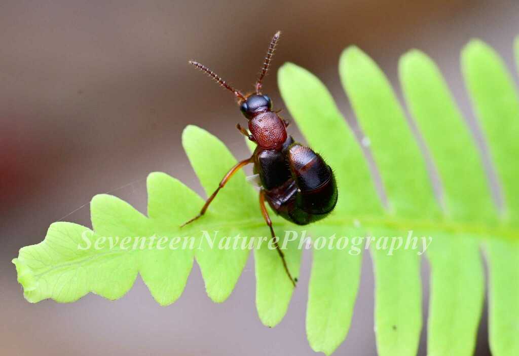 Zuran Insect Zyras from 中国福建省南平市武夷山市 on 04 October, 2023 at 07:20 PM by Shi Qi ...