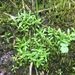 Stellaria fontinalis - Photo (c) Heidi Braunreiter, όλα τα δικαιώματα διατηρούνται, uploaded by Heidi Braunreiter