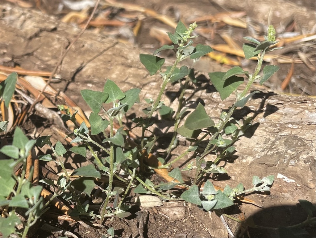 Stinking goosefoot