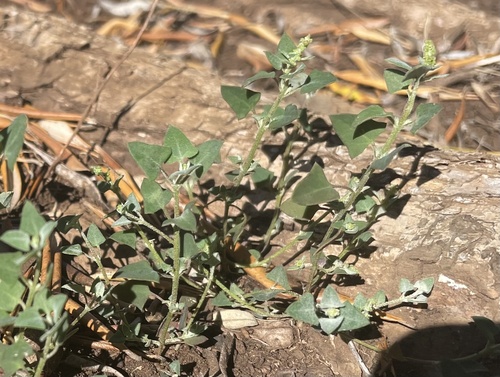 avian goosefoot (Chenopodium hircinum)