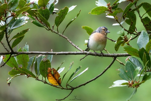Azores Chaffinch