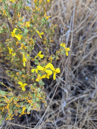 Threeray Tarweed