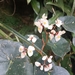 Begonia cunhambebei - Photo (c) Samuel Henrique Gomes, todos os direitos reservados, uploaded by Samuel Henrique Gomes