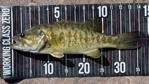 Guadalupe Bass