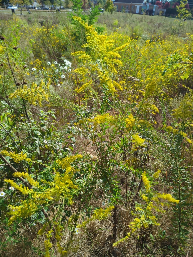 tall goldenrod from Greenville, SC 29601, USA on October 18, 2023 at 03 ...