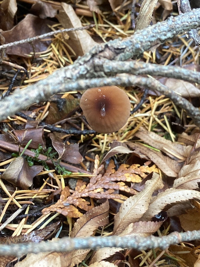 red pinwheel from Western Washington University, Bellingham, WA, US on ...