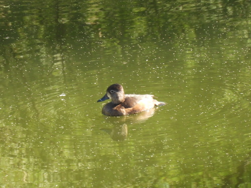 iNaturalist observation 2023-10-16