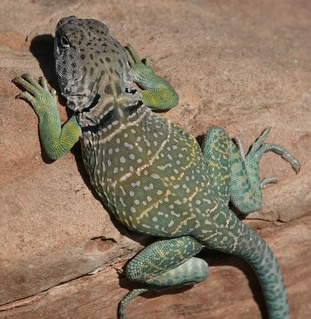Eastern Collared Lizard from Randall County, TX, USA on October 18 ...