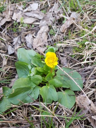 lesser celandine