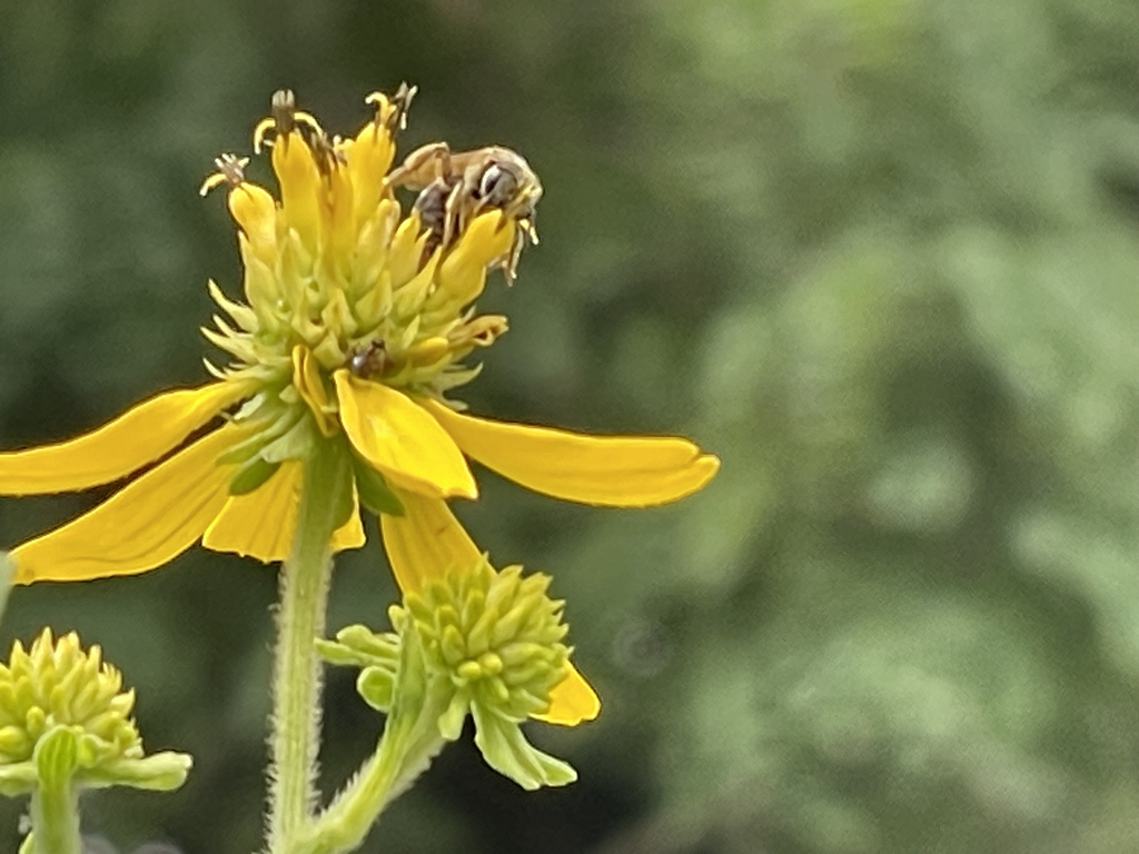 Furrow Bees from Rock Hill, MO, USA on August 5, 2023 at 01:35 PM by ...