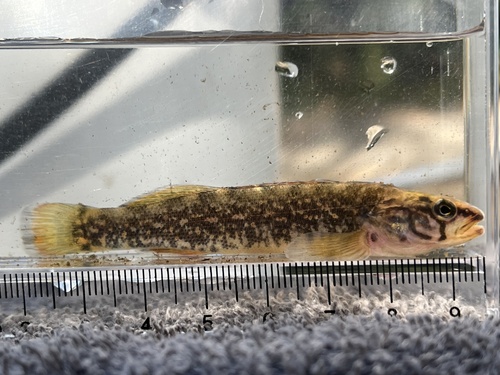 Redfin Darter