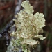 Nephromopsis pallescens - Photo (c) 岱華沈, all rights reserved, uploaded by 岱華沈
