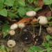 Psilocybe serbica - Photo (c) nikolall, all rights reserved, uploaded by nikolall