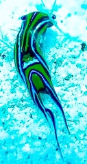 Chelidonura hirundinina image