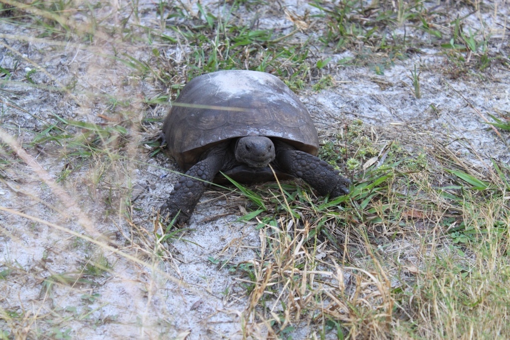 Gopher Tortoise in November 2012 by julievogel · iNaturalist